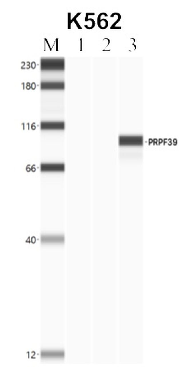 PRPF39 Antibody in RNA Immunoprecipitation (RIP)