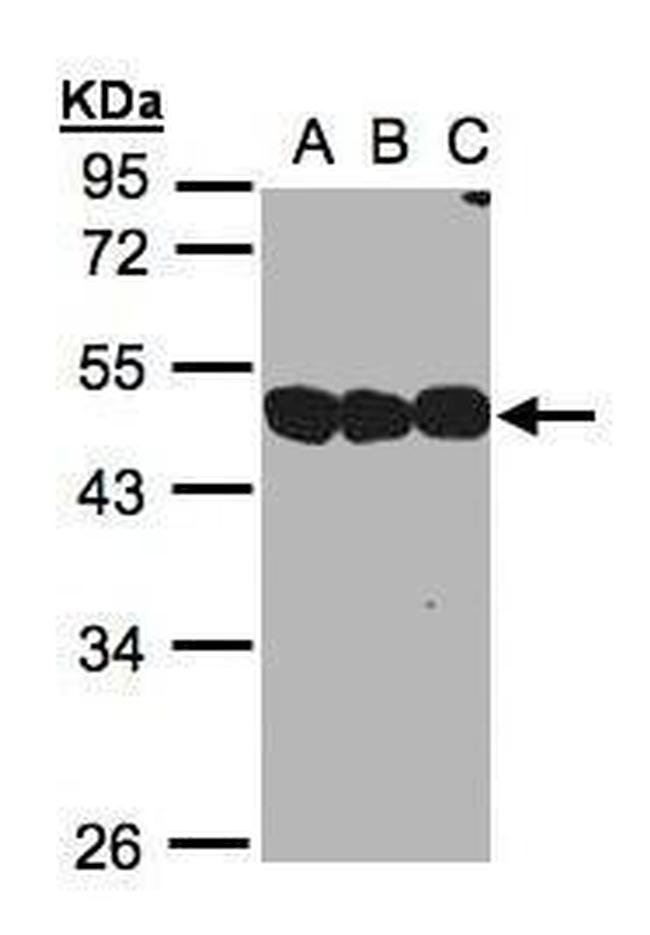 NSFL1C Antibody in Western Blot (WB)