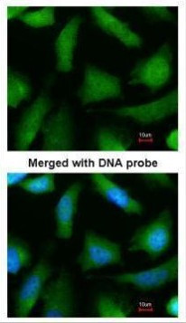 PSMA6 Antibody in Immunocytochemistry (ICC/IF)