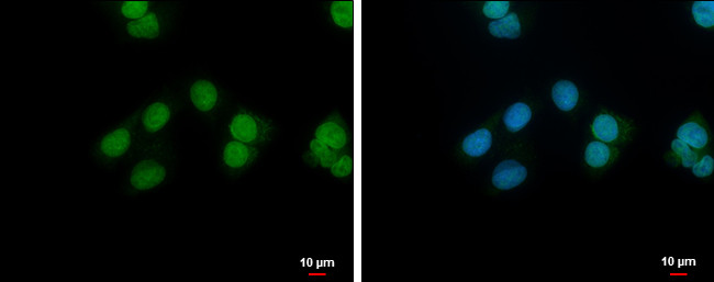 NANS Antibody in Immunocytochemistry (ICC/IF)