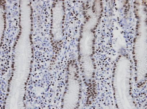 NANS Antibody in Immunohistochemistry (Paraffin) (IHC (P))