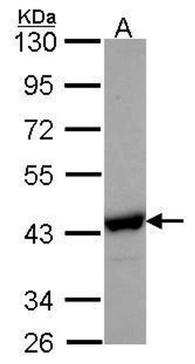 NANS Antibody in Western Blot (WB)