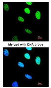 BRE Antibody in Immunocytochemistry (ICC/IF)