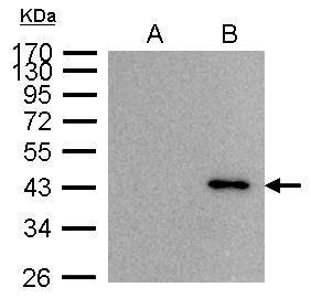 BRE Antibody in Immunoprecipitation (IP)