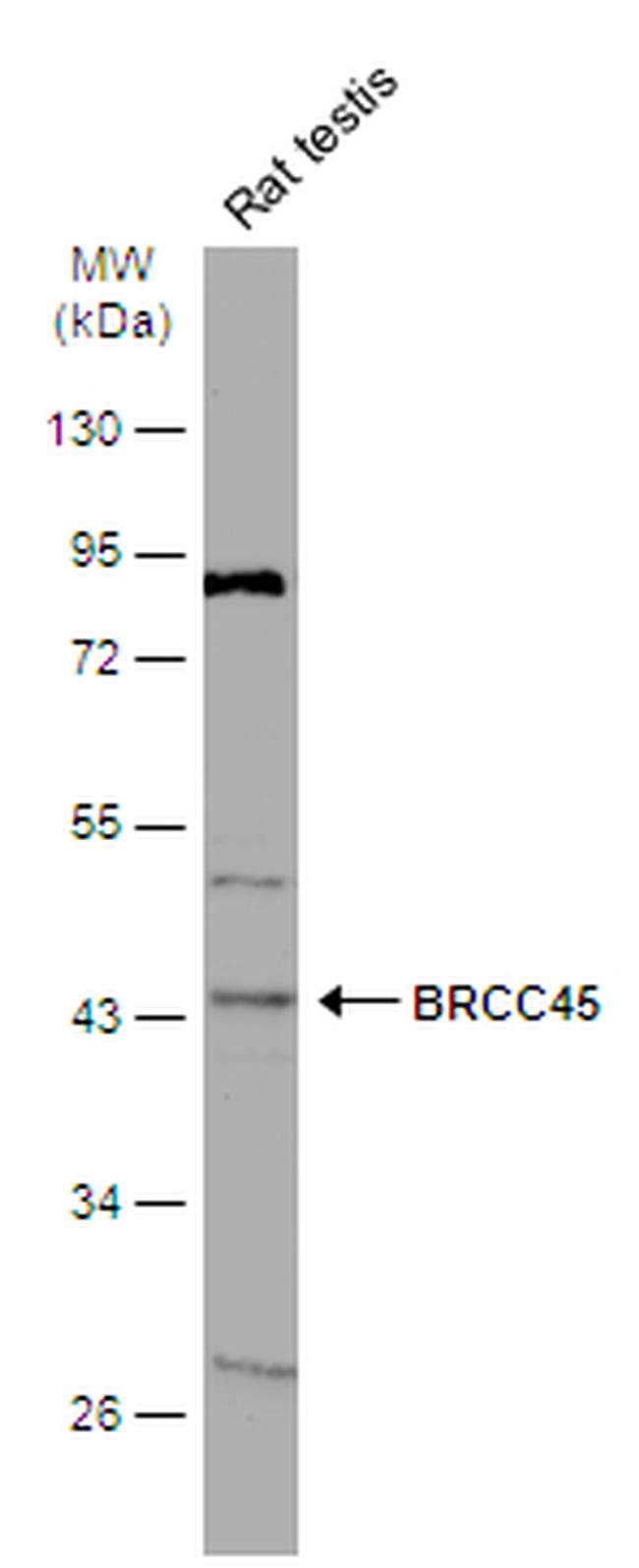 BRE Antibody in Western Blot (WB)