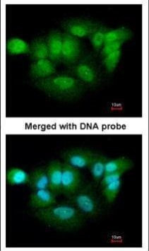 XPNPEP3 Antibody in Immunocytochemistry (ICC/IF)