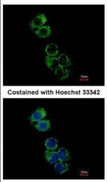 GSTA2 Antibody in Immunocytochemistry (ICC/IF)