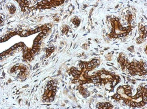 GLRA2 Antibody in Immunohistochemistry (Paraffin) (IHC (P))