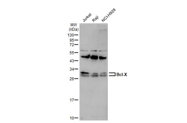 Bcl-X Antibody in Western Blot (WB)
