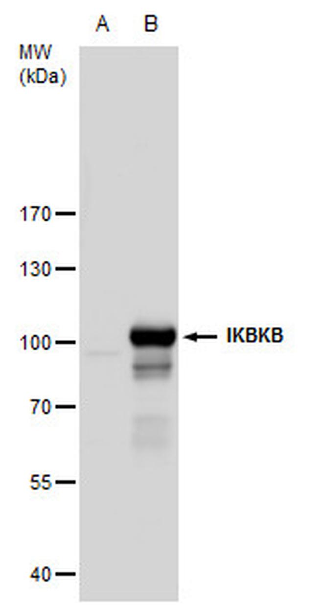 IKK beta Antibody in Western Blot (WB)