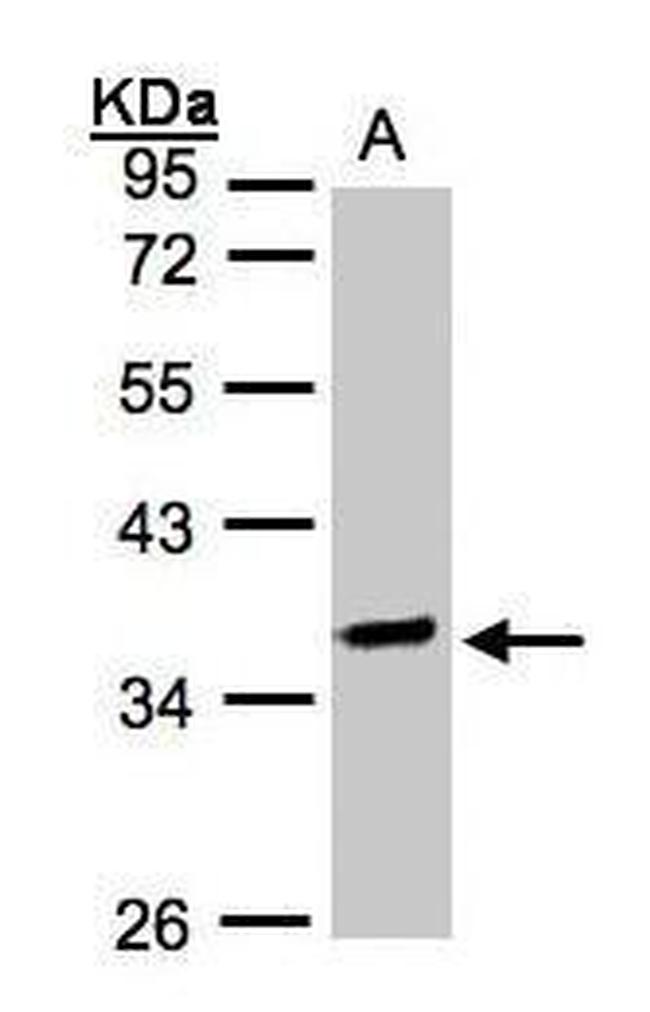 OSGEP Antibody in Western Blot (WB)