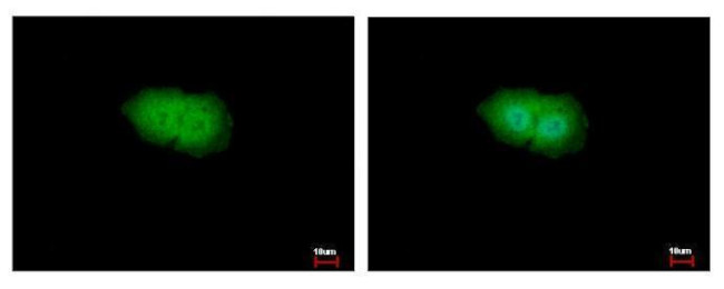 RSK1 Antibody in Immunocytochemistry (ICC/IF)