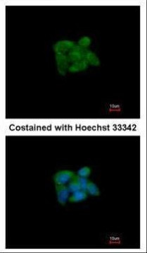 SUOX Antibody in Immunocytochemistry (ICC/IF)