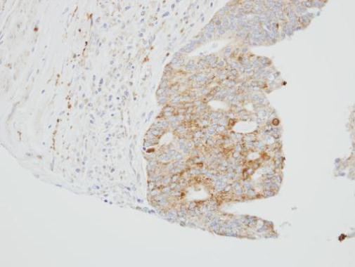 SUOX Antibody in Immunohistochemistry (Paraffin) (IHC (P))