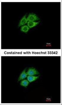 PANK1 Antibody in Immunocytochemistry (ICC/IF)