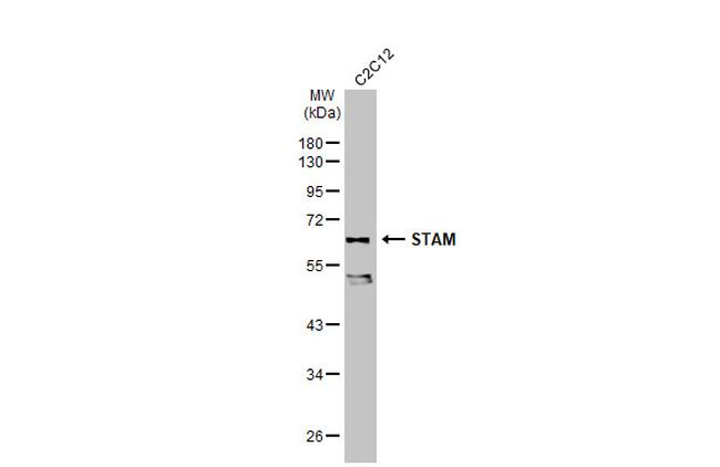 STAM Antibody in Western Blot (WB)