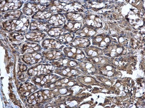 WNT11 Antibody in Immunohistochemistry (Paraffin) (IHC (P))