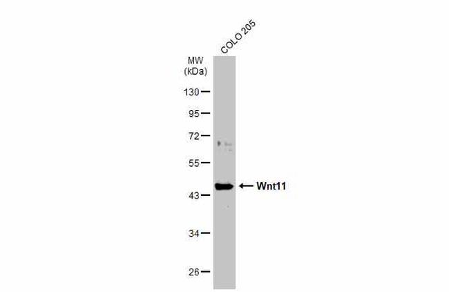 WNT11 Antibody in Western Blot (WB)