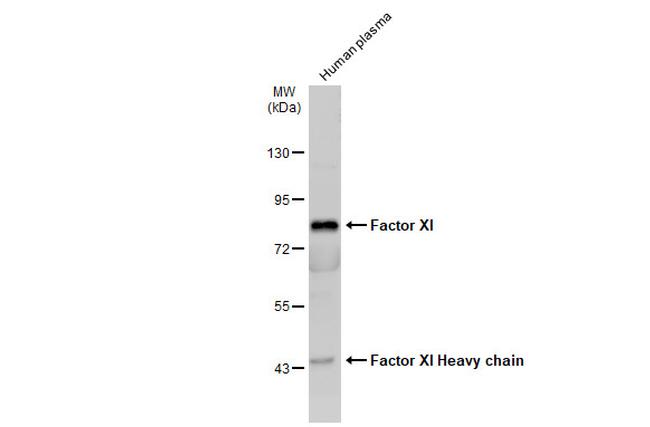 Factor XI Antibody in Western Blot (WB)