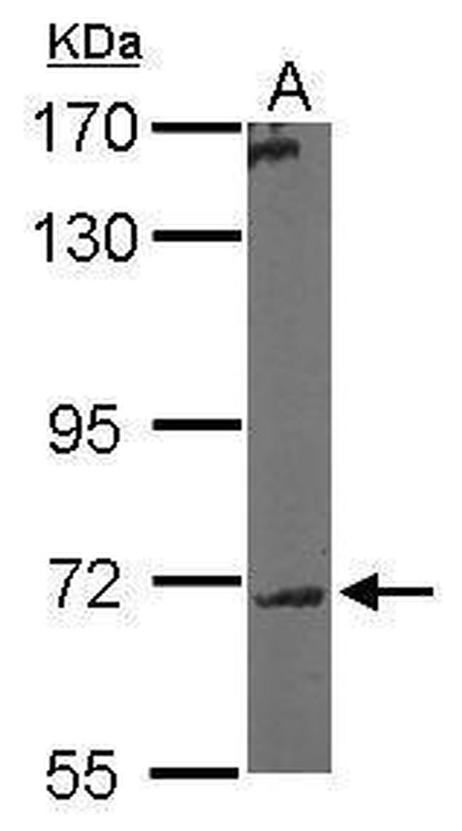 GALNT7 Antibody in Western Blot (WB)