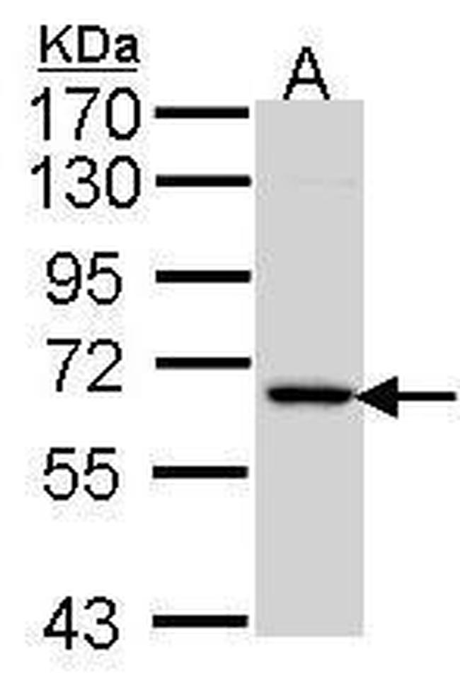 MINPP1 Antibody in Western Blot (WB)