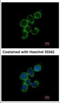 GAS2L1 Antibody in Immunocytochemistry (ICC/IF)