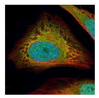 FLII Antibody in Immunocytochemistry (ICC/IF)