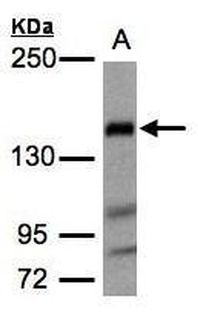 FLII Antibody in Western Blot (WB)