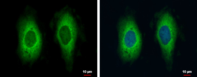 RAE1 Antibody in Immunocytochemistry (ICC/IF)