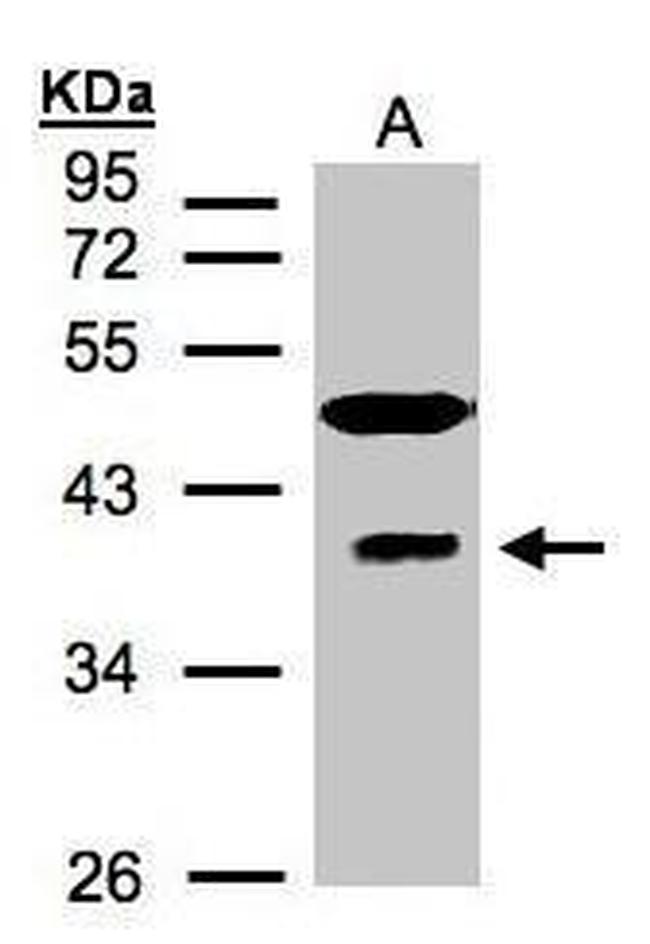 RAE1 Antibody in Western Blot (WB)