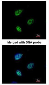 KPNA4 Antibody in Immunocytochemistry (ICC/IF)