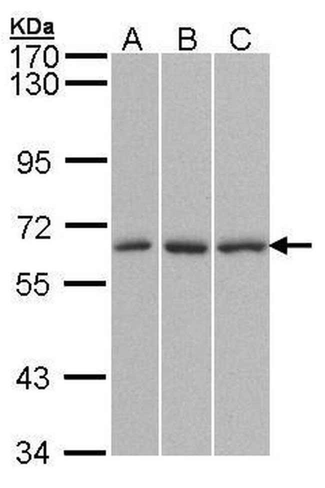 KPNA4 Antibody in Western Blot (WB)