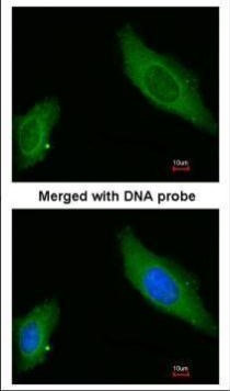 AKAP12 Antibody in Immunocytochemistry (ICC/IF)