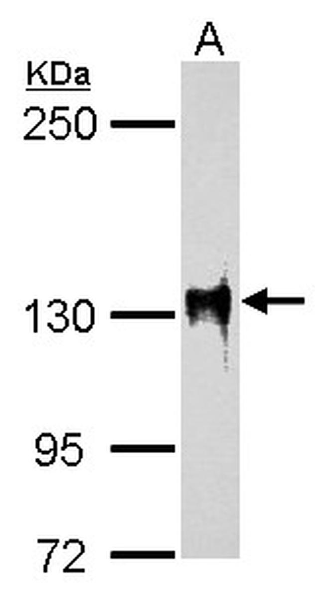 SAP130 Antibody in Western Blot (WB)