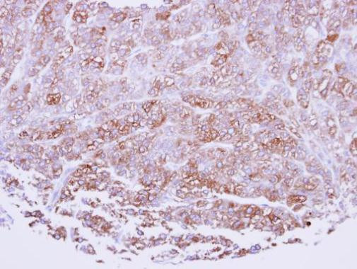 ICAM-2 Antibody in Immunohistochemistry (Paraffin) (IHC (P))