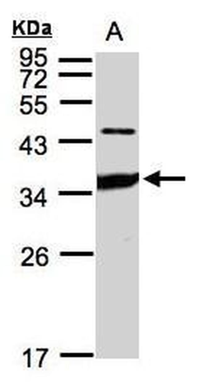 ICAM-2 Antibody in Western Blot (WB)