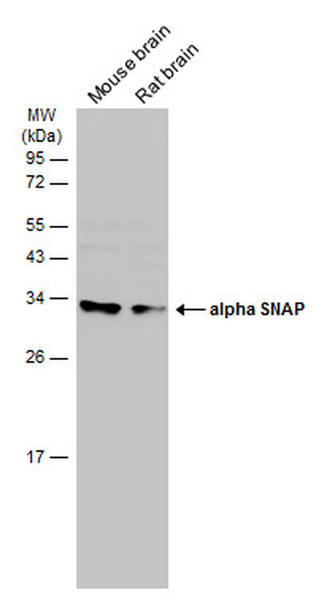 SNAP alpha Antibody in Western Blot (WB)