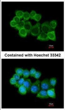 SNAP alpha Antibody in Immunocytochemistry (ICC/IF)