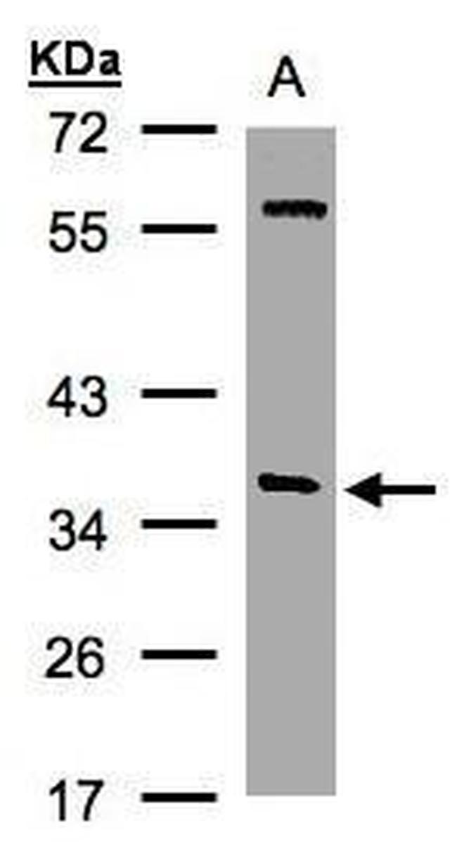 SNAP alpha Antibody in Western Blot (WB)