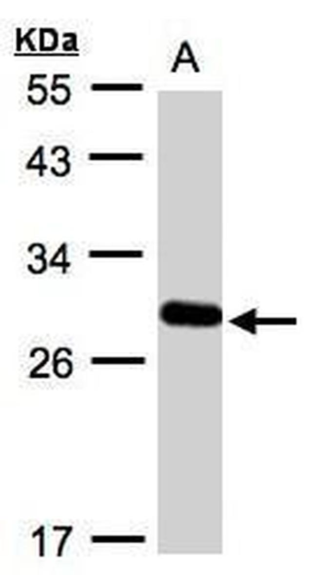 YIPF4 Antibody in Western Blot (WB)