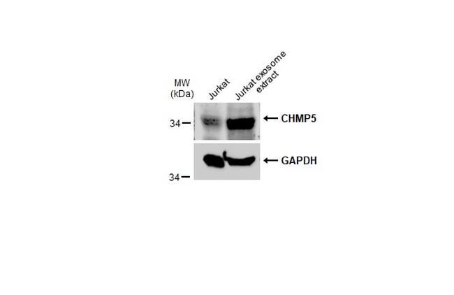 CHMP5 Antibody in Western Blot (WB)