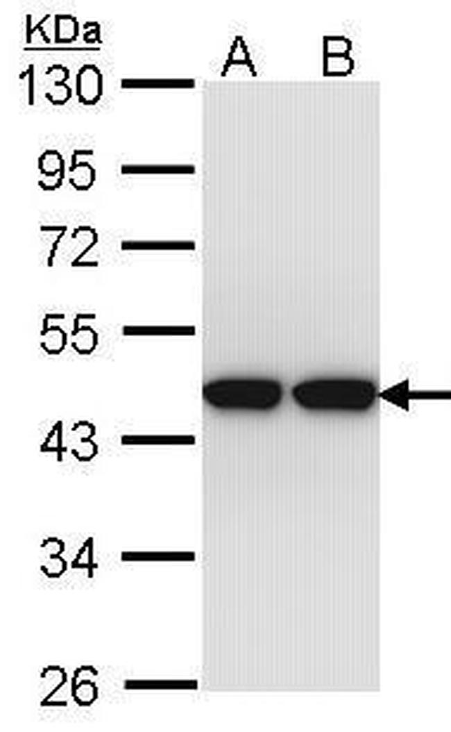 Actin-like 8 Antibody in Western Blot (WB)