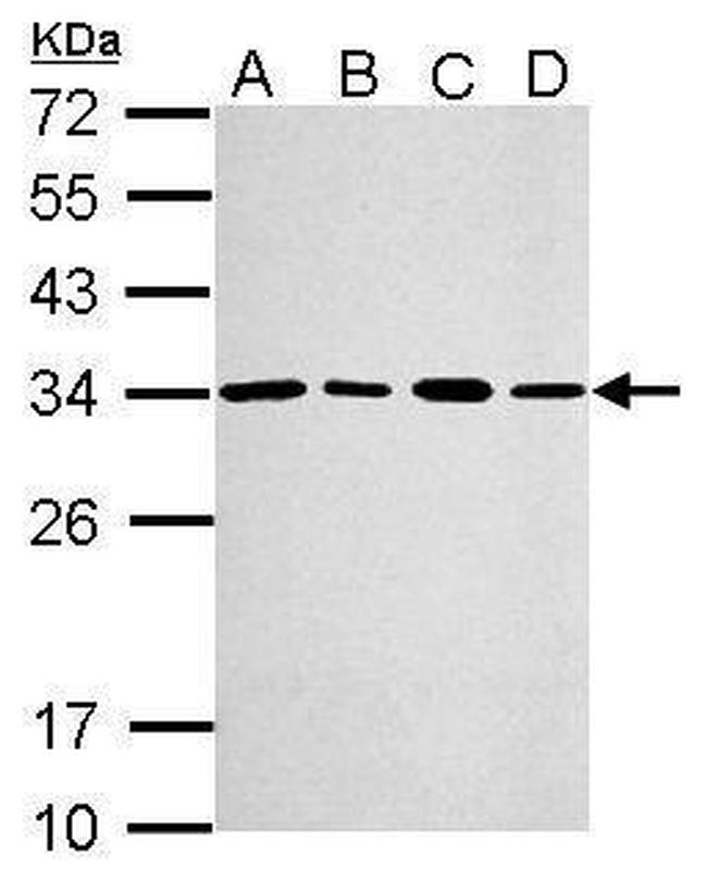 PSME3 Antibody in Western Blot (WB)