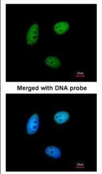 MAF1 Antibody in Immunocytochemistry (ICC/IF)