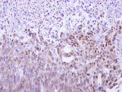 MAF1 Antibody in Immunohistochemistry (Paraffin) (IHC (P))