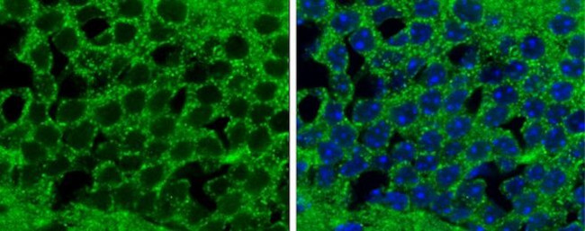 MZB1 Antibody in Immunohistochemistry (Frozen) (IHC (F))