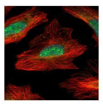 MID1IP1 Antibody in Immunocytochemistry (ICC/IF)