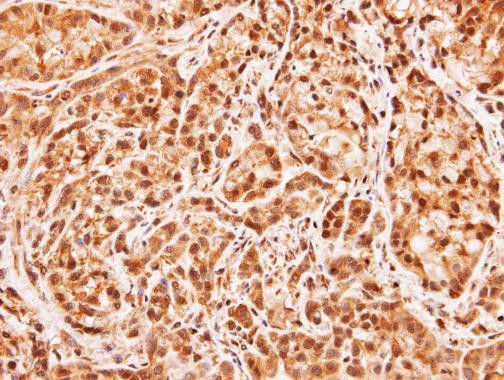 MID1IP1 Antibody in Immunohistochemistry (Paraffin) (IHC (P))