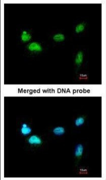 SCMH1 Antibody in Immunocytochemistry (ICC/IF)