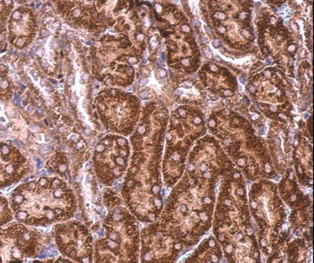 BZW2 Antibody in Immunohistochemistry (Paraffin) (IHC (P))